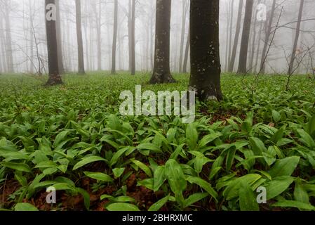 Spring Forest. Frische grüne Wälder im Wald von Bulgarien. Blühender Bärlauch. Wilder Knoblauch Teppich im Wald bereit zur Ernte. Ramsons oder Bear's Stockfoto