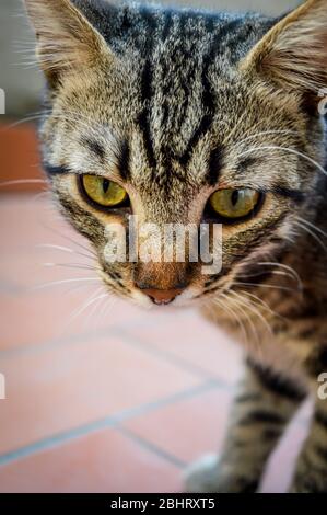 Junge gestreifte graue Hauskatze Porträt. Konzentrieren Sie sich auf Katzenaugen. Geringe Schärfentiefe. Stockfoto