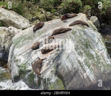 Neuseeland Pelzrobben (Arctocephalus forsteri), auf einem Felsen in Milford Sound, Fiordland National Park, Southland, South Island, Neuseeland Stockfoto