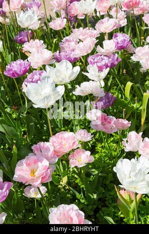 tulpenanzeige in Bournemouth Lower Gardens, Bournemouth, Dorset UK im April Stockfoto