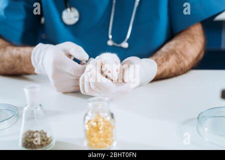 Cropped Ansicht des Tierarztes in Latexhandschuhe mit weißen Maus in der Nähe von Behälter mit Medizin Stockfoto