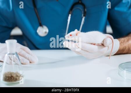 Cropped Ansicht des Tierarztes in Latexhandschuhe mit weißer Maus Stockfoto