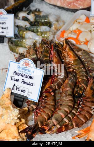 Die Riesengarnele oder asiatische Tigergarnele, ist ein marines Krustentier, das weit verbreitet für Nahrung aufgezogen wird. Meeresfrüchte auf Eis am Fischmarkt Stockfoto