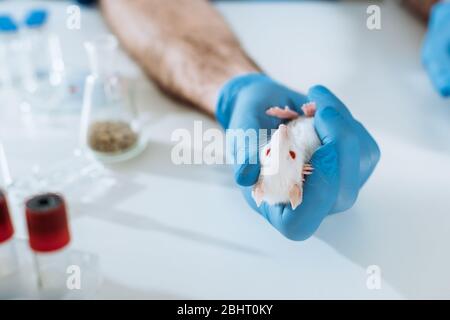 Zugeschnittene Ansicht des Tierarztes in Latexhandschuh, der die weiße Maus in der Nähe der Reagenzgläser hält Stockfoto