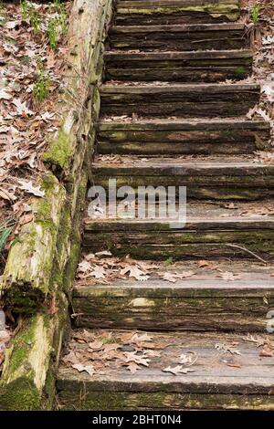 Decayimg Holztreppe mit Quercus bedeckt - Eichenblätter, grünes Bryophyta - Moos und Flechten Wachstum Stockfoto