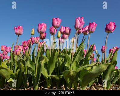 Nahaufnahme von rosa Tulpen vor blauem Himmel in der frühen Morgensonne, Limmen, Niederlande Stockfoto