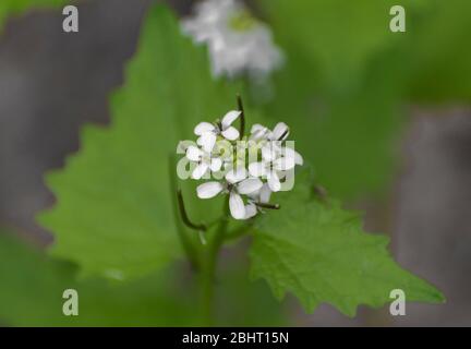 Nahaufnahme von Knoblauchsenf in der Blüte, Alliaria-petiolata