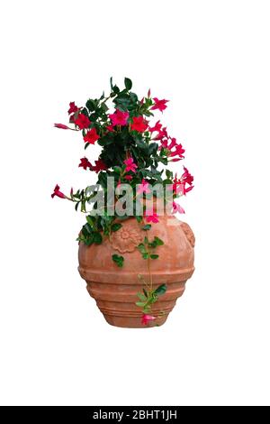 Topf mit Busch blühender Kletterpflanze für Landschaftsgestaltung. Mandevilla. Bush mit rosa Blüten in Ton Blumentopf, isoliert auf weißem Hintergrund. Stockfoto