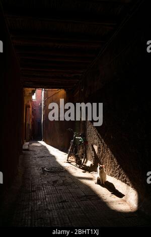 Sonnenlicht auf zwei Katzen in der Nähe eines Fahrrads in einer dunklen Straße in der Medina von Marrakesch Marokko Stockfoto