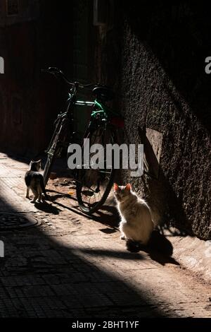 Sonnenlicht auf zwei Katzen in der Nähe eines Fahrrads in einer dunklen Straße in der Medina von Marrakesch Marokko Stockfoto