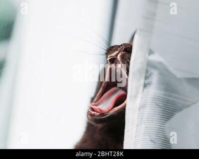 Häusliche orientalisch braune Katze versteckt und giert hinter weißem Vorhang. Stockfoto