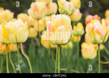 Tulipa - Tulip Blüten im Frühjahr Stockfoto