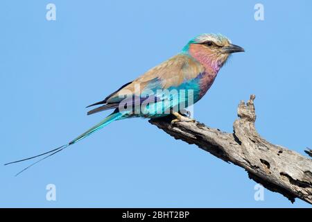 Fliederreiher Roller (Coracias caudatus), Seitenansicht eines Erwachsenen auf einem toten Ast, Mpumalanga, Südafrika Stockfoto