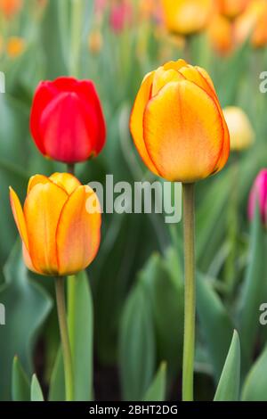 Bett der bunten Tulipa - Tulpen mit selektivem Fokus auf gelben und orangefarbenen Tulipa Stockfoto