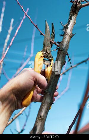 Männliche Hand Schnitt Obst vor dem Beginn des Frühlings Stockfoto