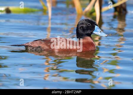 Maccoa Duck (Oxyura maccoa), Seitenansicht eines erwachsenen Mannes, der in einem See schwimmt, Westkap, Südafrika Stockfoto