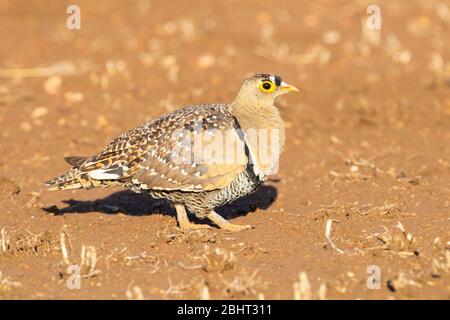 Doppelbänderige Sandhuhn (Pterocles bicinctus), Seitenansicht eines Erwachsenen, der auf dem Boden steht, Mpumalanga, Südafrika Stockfoto