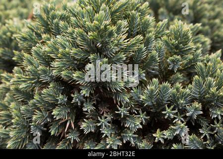 Juniperus squamata 'Blue Star' - schuppiger Wacholderstrauch mit Phomopsis - Zweig-Blight Krankheit im Frühjahr Stockfoto