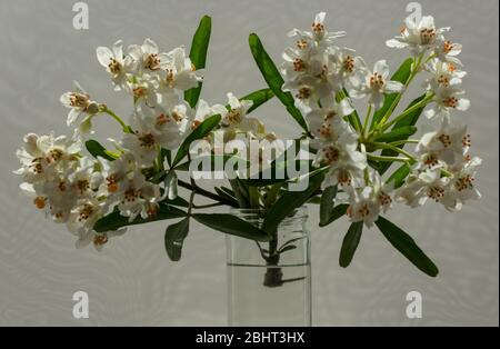 Schießen mit Blättern und Blumen von Choisya x dewiiteana Aztec Pearl in einem Glasgefäß im April gesehen. Stockfoto