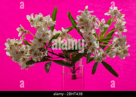 Schießen mit Blättern und Blumen von Choisya x dewiiteana Aztec Pearl in einem Glasgefäß im April gesehen. Stockfoto