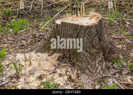 Cut Populus - Pappelbaum Stumpf mit Sägemehl und Blätter auf dem Boden Stockfoto