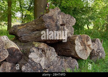 Stapel großer verrotter Baumstämme Stockfoto