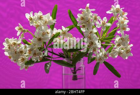 Schießen mit Blättern und Blumen von Choisya x dewiiteana Aztec Pearl in einem Glasgefäß im April gesehen. Stockfoto