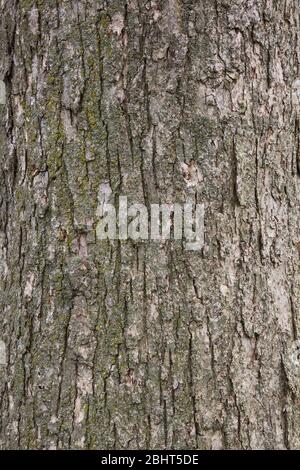 Quercus macrocarpa - Bur Eiche Baumrinde Detail Stockfoto