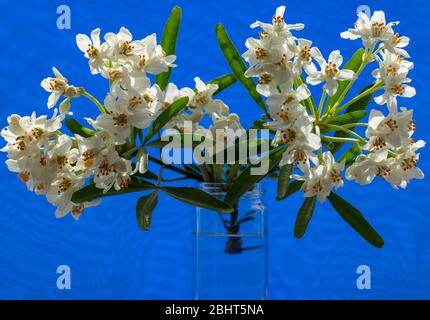 Schießen mit Blättern und Blumen von Choisya x dewiiteana Aztec Pearl in einem Glasgefäß im April gesehen. Stockfoto