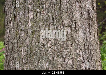 Quercus macrocarpa - Bur Eiche Baumrinde Detail Stockfoto