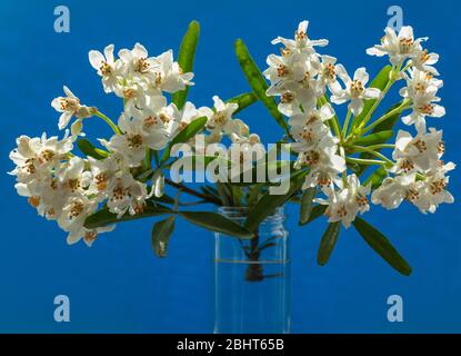 Schießen mit Blättern und Blumen von Choisya x dewiiteana Aztec Pearl in einem Glasgefäß im April gesehen. Stockfoto