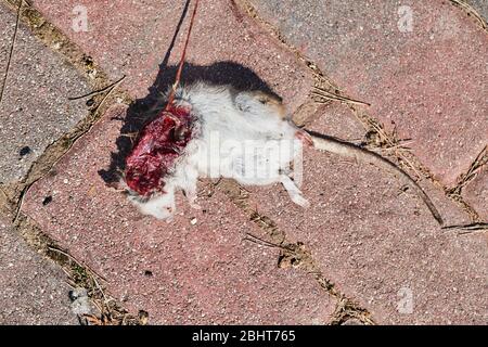 Tote Maus offen fleischige Wunde Stockfoto