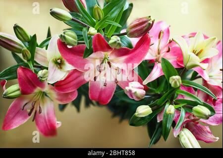 Ansicht von oben von schönen dunkelrosa und weißen asiatischen Lilien (Orientalische Lilie), Lilium Hybrid; über einem kupferfarbenen Hintergrund. Bild von oben aufgenommen. Stockfoto