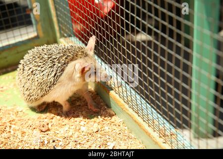 Der europäische Igel geriet in eine Falle, die für einen Nagetier wie eine Ratte bestimmt war. Geschärfter Igel in einem Käfig festgeklemmt. Stockfoto