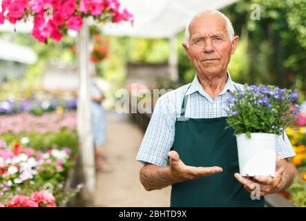 Portrait von älterer Mann seine Lieblingsbeschäftigung von Blumen im Gewächshaus Anbau genießen. Stockfoto