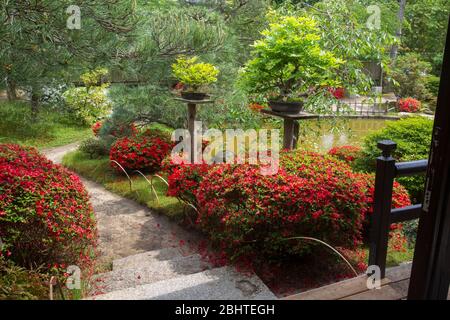 Erstaunliche Blüte von roten Rhododendren im japanischen Garten in Potsdam Deutschland. Und Bonsai (kleine Bäume) - eingetopft Stockfoto