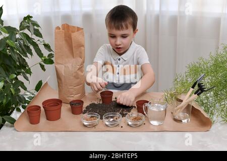 Das Kind ist damit beschäftigt, Samen von Mikro-Grüns in Töpfen zu Pflanzen. Er klemmte die Erde in einer Faust über dem Tisch. Stockfoto