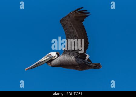 Auge in Auge mit dem braunen Pelikan sehen, wie er nach links gegen klaren Himmel aufsteigt. Stockfoto
