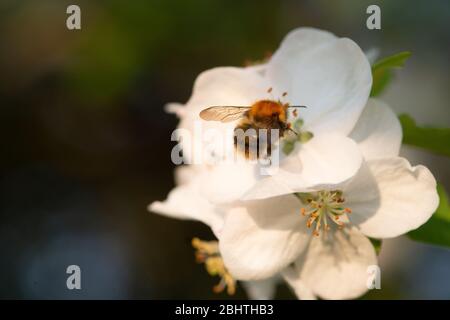 Hummel fliegt hinein, um Pollen aus Apfelblüten zu sammeln Stockfoto