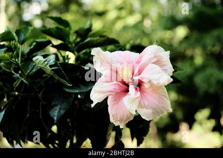 Pfirsichblüte Rosa Heirloom Tropical Hibiscus Pflanze große Doppelblüte in voller Blüte in Alabama USA. Stockfoto