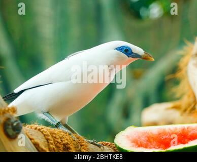 Der Bali Myna Vogel (Leucopsar rothschildi), auch bekannt als Rothschilds Mynah, Bali Starling oder Bali Mynah, lokal bekannt als Jalak Bali Stockfoto