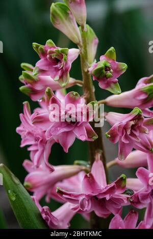Terry Hyazinthe blüht im Frühling im Garten. Stockfoto