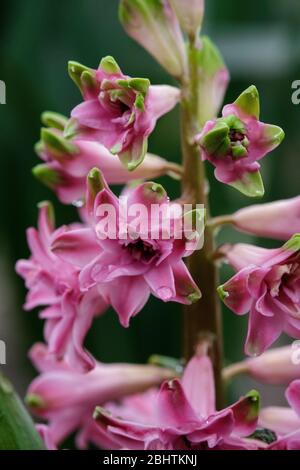 Terry Hyazinthe blüht im Frühling im Garten. Stockfoto