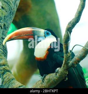 Tukane sind Mitglieder der Neotropischen nahen Singvögel Familie Ramphasidae. Die Ramphastidae sind am engsten mit den amerikanischen Barbets verwandt Stockfoto