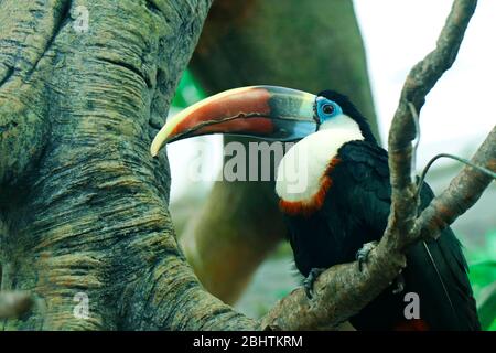 toucan Vogel ähnlich Hornbill Vogel.sind Mitglieder der Neotropical nahe Passiervogel Familie Ramphasidae.Sie sind hell markiert und haben große, o Stockfoto