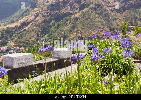 Blumen auf der Seite der Straße in den Bergen von Madeira, die Hänge der Berge im Hintergrund. Stockfoto