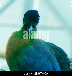 Der Purpurschreckturaco ist eine Vogelart aus der Familie der Musophagidae. Es ist der Nationalvogel des Königreichs Swasiland Stockfoto