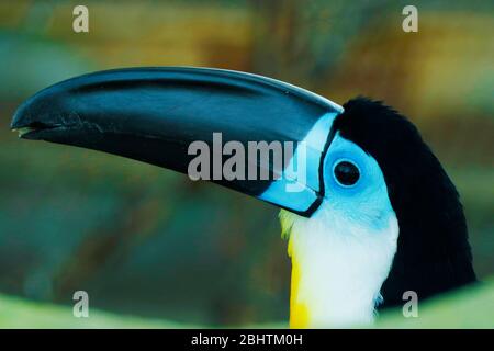 toucan Vogel ähnlich Hornbill Vogel.sind Mitglieder der Neotropical nahe Passiervogel Familie Ramphasidae.Sie sind hell markiert und haben große, o Stockfoto