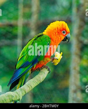 Sun Conure, rot orange gelb grün und blau Farbe Papagei auf Baumzweig stehen Stockfoto
