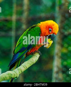Sun Conure, rot orange gelb grün und blau Farbe Papagei auf Baumzweig stehen Stockfoto